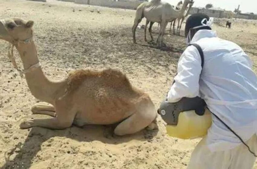  La fièvre de la vallée du Rift s’étend, des cas confirmés à Nouakchott