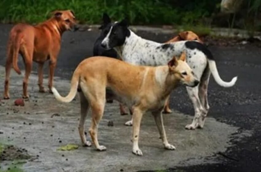  Riyad/Nouakchott-Sud : Les chiens errants sèment la terreur